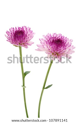 Purple flower isolated on white background