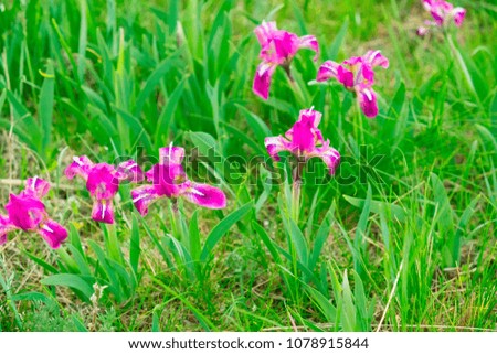 wild flowers irises on a bright green meadow in spring light mood