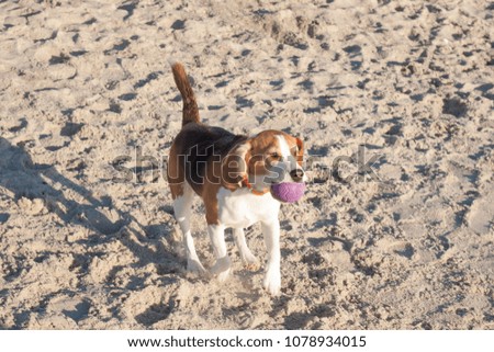 Beagle puppy play on the beach in sunny day 