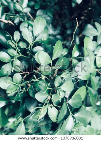 The vintage green bush