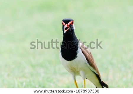 Red-Wattle lapwing , bird