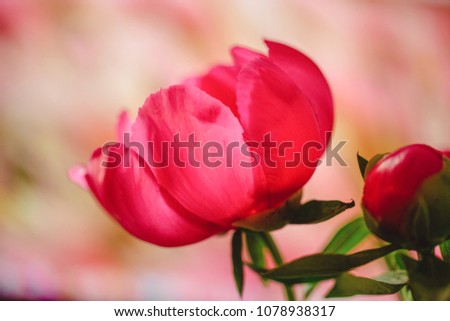 Pink flower isolated