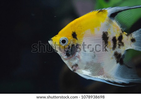 Fish in a fish tank with yellow head.