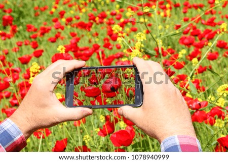 People use smartphone to take photos of blossoms of a wild red poppies and yellow mustard on a lovely natural blooming meadow 