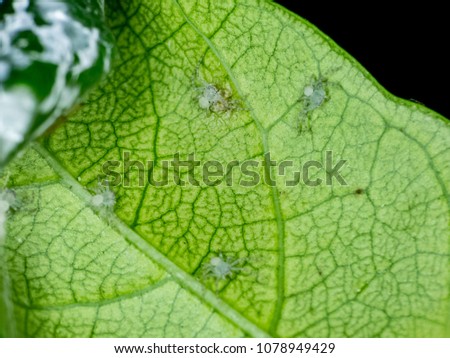 Baby tiny crab spider and mother on green leaf from macro photography with blurry background
