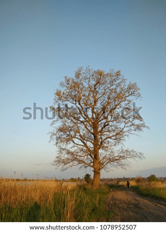 Beautiful sunrise vertical photography. Tall tree in the field. Good morning.