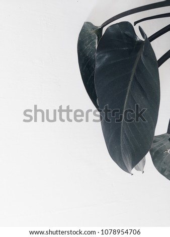 Dark plant leaves at white wall interior background