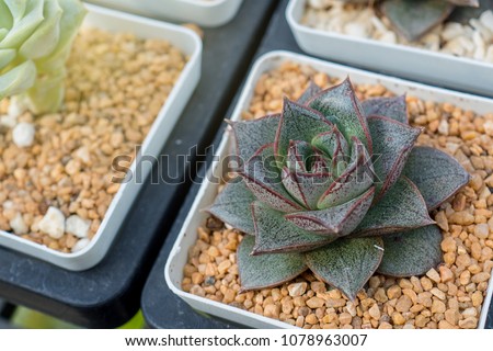 close up at kalanchoe pinnata leaf plant tree in a tiny pot 