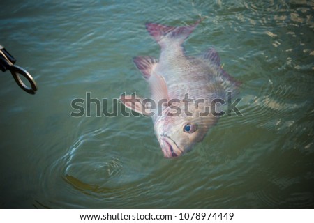 Tag and release Estuary fishing in Far North Queensland  Royalty-Free Stock Photo #1078974449