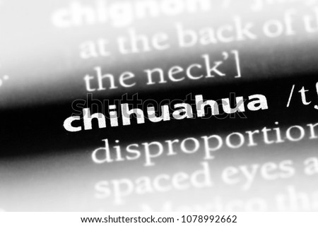 chihuahua word in a dictionary. chihuahua concept