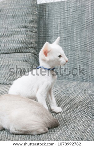 Funny oriental kittens on the sofa