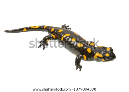 Fire salamander (Salamandra salamandra) isolated on a white background