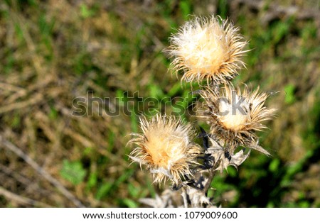 Silybum (milk thistle) is a genus of two species of thistles in the daisy family (in dry condition)