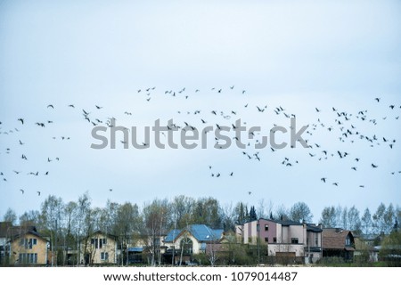 Forest geese accommodation in meadows close to civilization