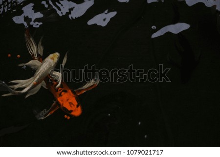 blurred photo Background.Koi fish are swimming in the pond. In my garden home