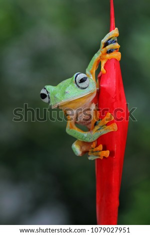 Tree frog, flying frog, rhacophorus reinwardtii, frogs