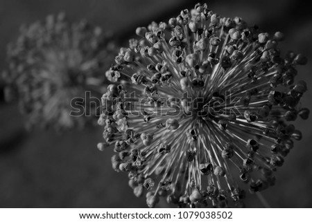 Allium dead flower head edited with a vanilla filter to enhance the contrasting black and white hues. 