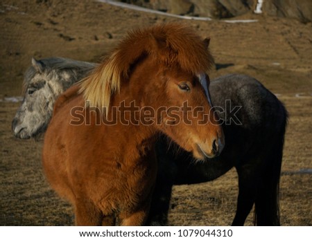 Close up and soft focus brown horse against mountain and grass field background on sunny day in Iceland 
