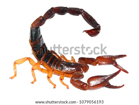 Common Black Scorpion (Nebo hierichonticus) isolated on a white background