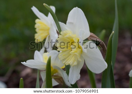 Large-cupped Daffodil 'Ice Follies (narcissus) flowers in the rock garden, Latvia, Europe