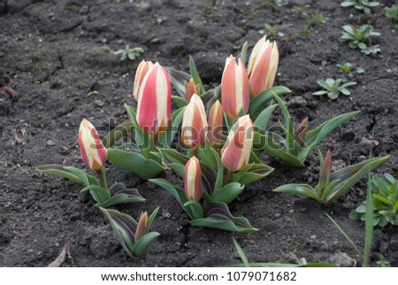 Tulipa greigii 'Authority' in early morning, retro photo filter effect. Latvia, Europe