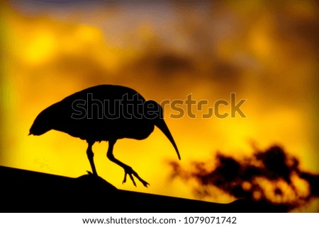 Bird silhouetted against the setting sun