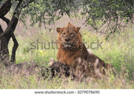 Male lion with buffalos kill in Nakuru National Park, Kenia