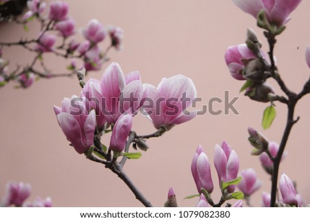 magnolia, buds, branches