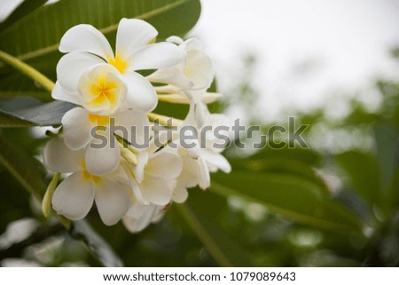  Tropical flower Plumeria