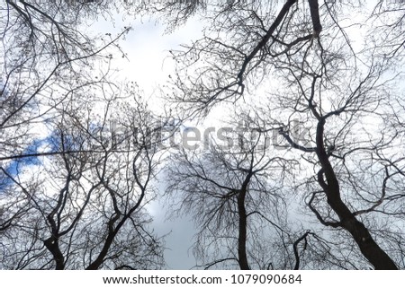 bare tree branches against a cloudy sky background