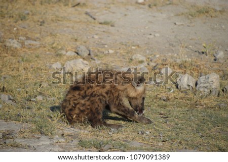 Baby hyena eating a bird