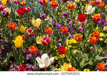 A nice colourful field full of purple, pink, yellow, red, orange and white garden pansies (Viola) and tulips like the Golden Apeldoorn, Tulipa Negrita and Tulipa Monte Carlo.