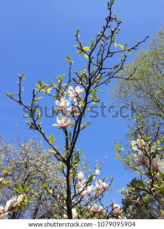 Branches with white flowers of Magnolia × soulangeana, against blue sky. it is a small tree in the family Magnoliaceae.

