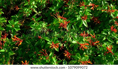 Stock image of red flowers and green leaves in a garden