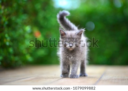 A cute blue kitten walking on wooden floor in garden in daytime lighting. Gray cat walking strait and looking at the front in green garden.