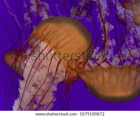 Three beautiful deadly jellyfishes in the sea