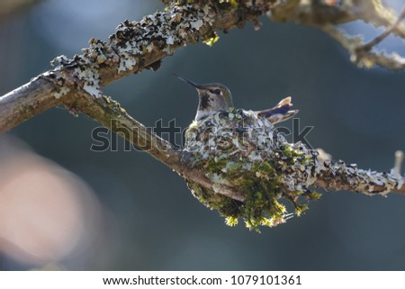 Anna's Hummingbird nest breeding at Delta BC Canada