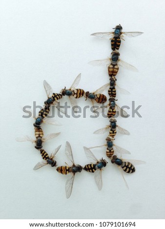 Hoverfly alphabet letter ‘d’, close up central on white background 