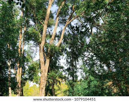 View inside of the forest on the trees.Trees grow in the middle of the forest
