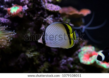 Vagabond Butterfly fish in reef aquarium tank
