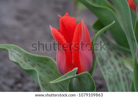 Tulipa Greigii Princesse Charmante in garden. Latvia, Europe
