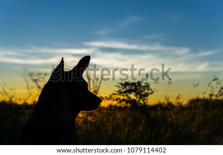the dog and sunrise