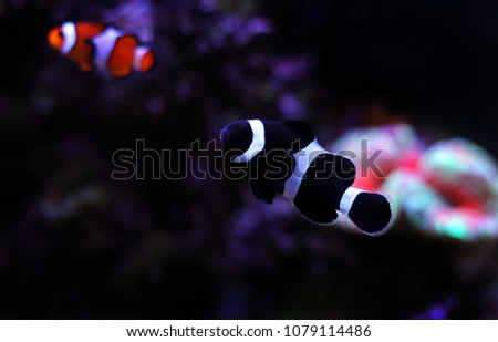 Black ocellaris clownfish in aquarium