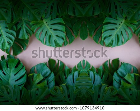 Monstera leaves leaves Used as background. Designing