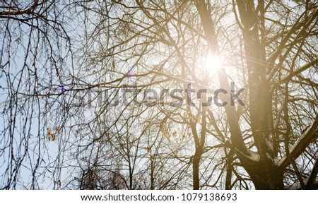 Warm golden winter sunlight filters through the branches of a wintry forest with branches covered in snow. Copyspace area for travel holiday ideas and festive woodland concepts
