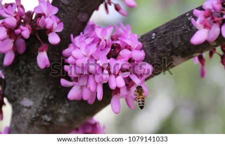 Close up of blossoming Cercis siliquastrum with bees Royalty-Free Stock Photo #1079141033
