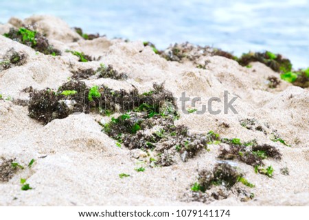 green and brown seaweed on sandy beach near the sea