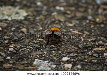 Bumblebee Insect On The Ground Stone Animal Bee