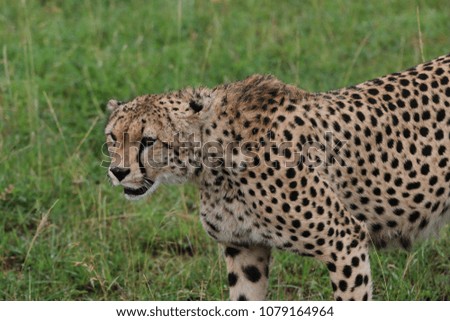 Cheetah on the Masai Mara savannah Kenya