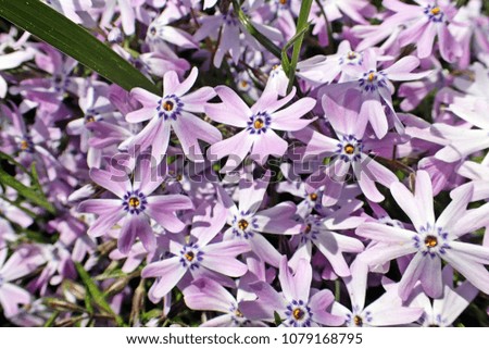 colorful garden flowers in purple